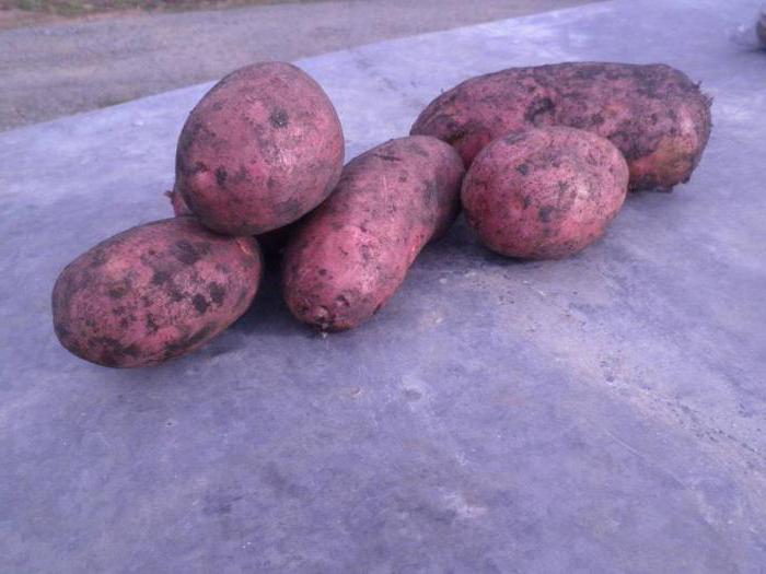 bramborový odrůda
