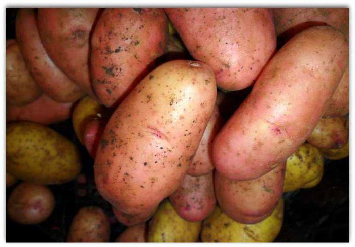 описание на сина на картофите