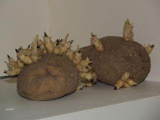 obdelavo gomoljev krompirja pred sajenjem
