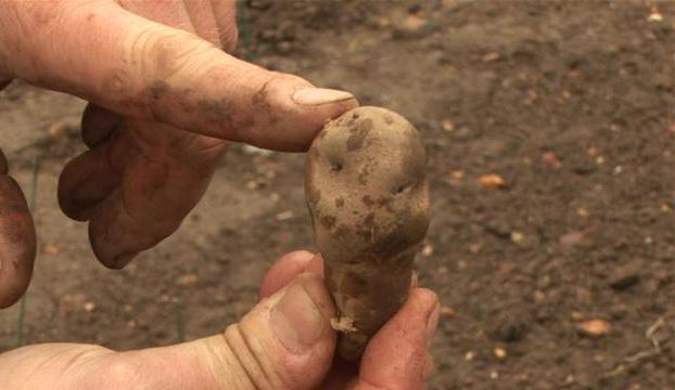 obrada gomolja krumpira prije sadnje