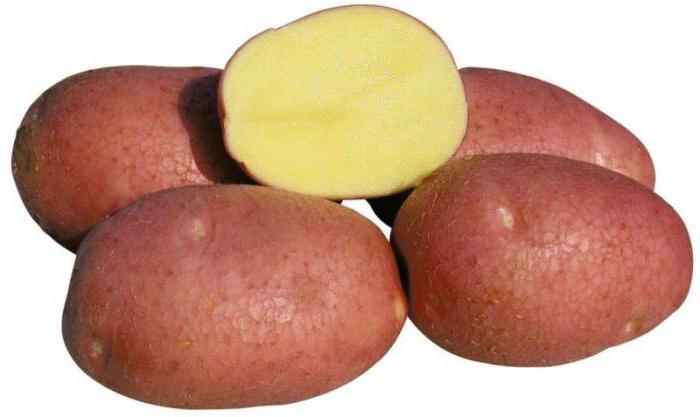ревюта на сортовете белароза картофи