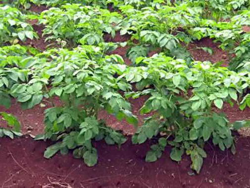 Popis odrůdy brambor Bellarosa