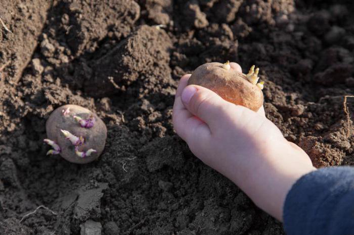 Белароса картофи разнообразие описание снимка ревюта