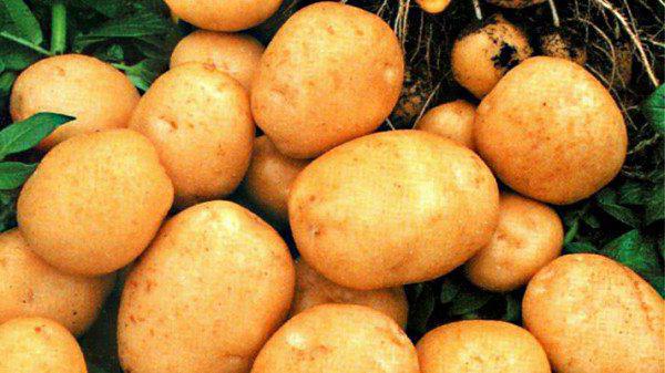 varietà di patate Tuleevsky