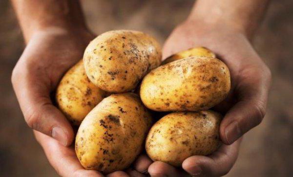 recensioni di varietà di patate tuleevskaya