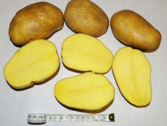 varietà di patate descrizione varietà Tuleevsky