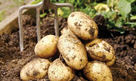 прегледи на уладар картофи