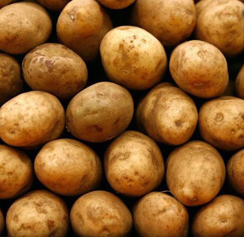 Potato Veneta varietà descrizione foto recensioni