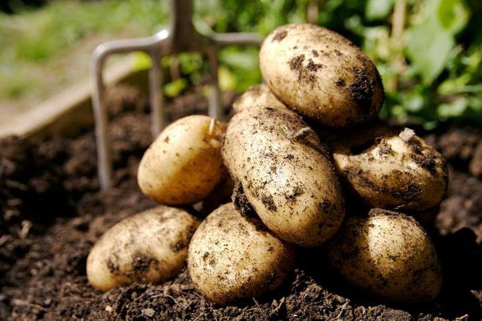 Descrizione di patate Veneta del deposito di recensioni di foto di qualità