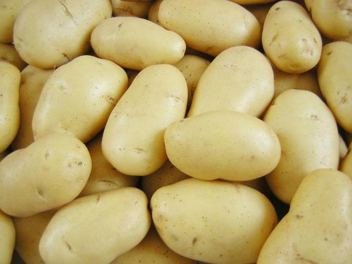 Cura della descrizione della patata veneta