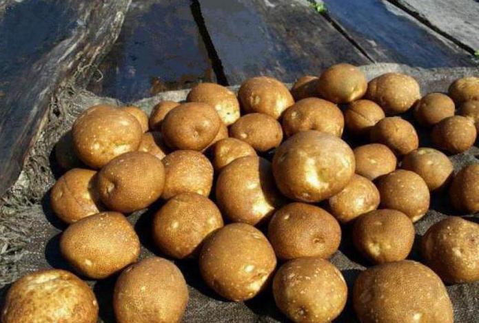 opis sorte sorti kivija od krumpira