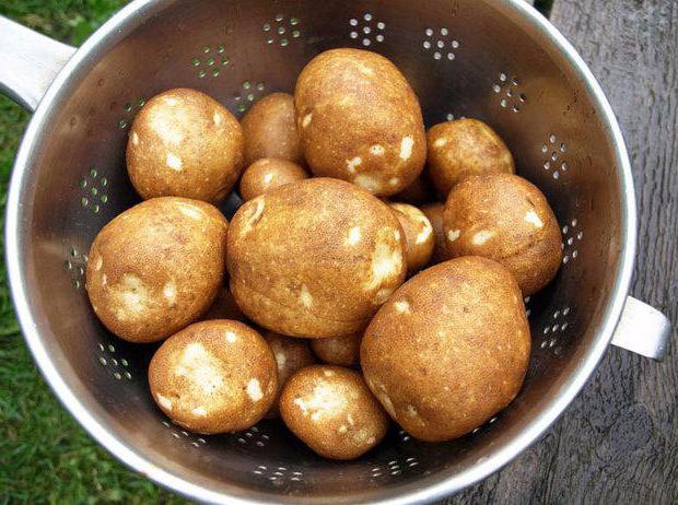 прегледи за описание на сорта картофи киви