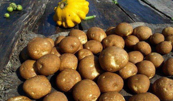 описание на сортовете от картофи киви или не