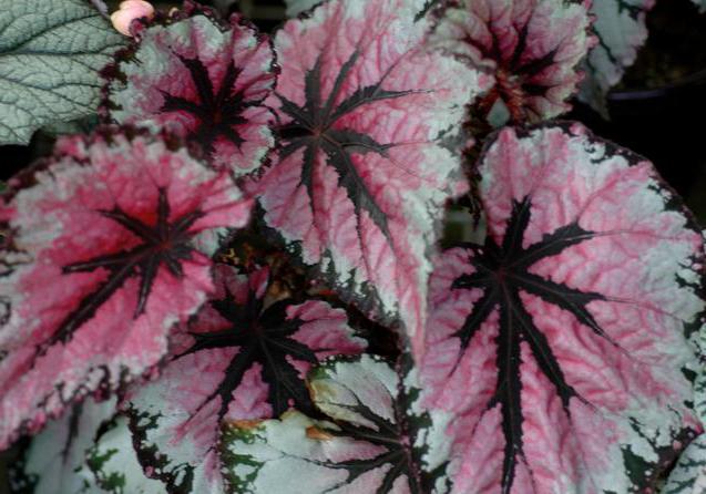 fiori di begonia