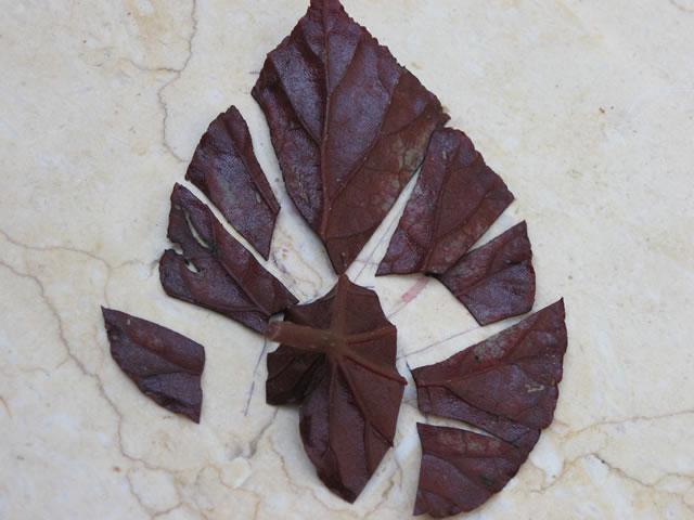 begonia korál