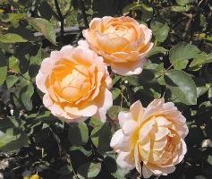 rose houseplant