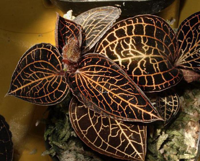 zakaj listi spreminjajo dragocene orhideje
