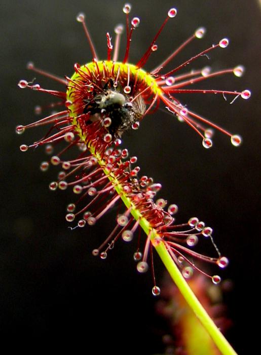 паразитни растения включват слънчоглед