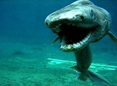 Ognisty rekin niezwykłe zwierzę
