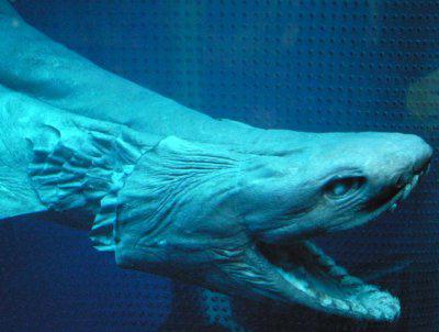 reliquia preistorica di squalo feroce