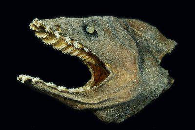 праисторијска ватрена ајкула