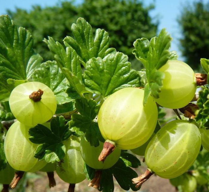 рецепти за цариградско грозде