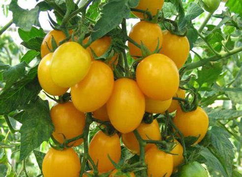 жълти домати за зимата