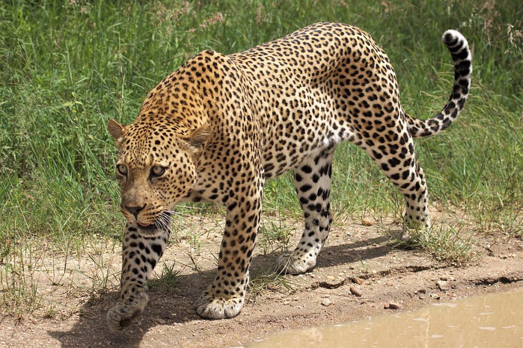 Леопард у природном резервату Кавказа