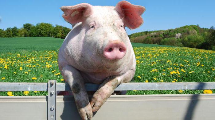 мерење живе масе свиња