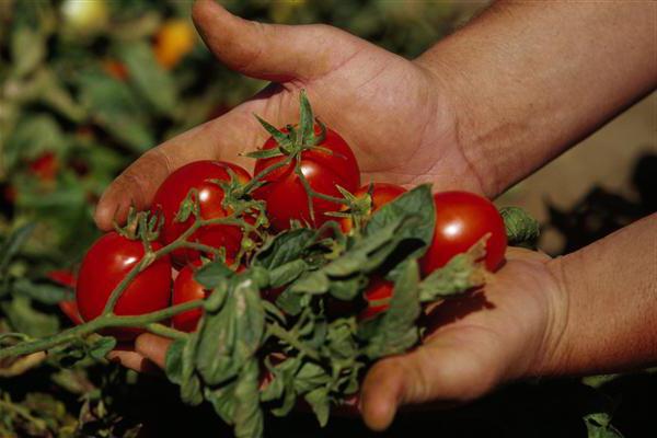 właściwa pielęgnacja pomidorów