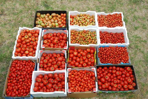 домати грижи за разсад