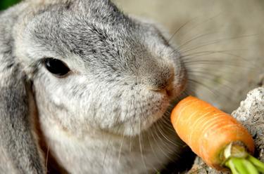hranjenja zečeva