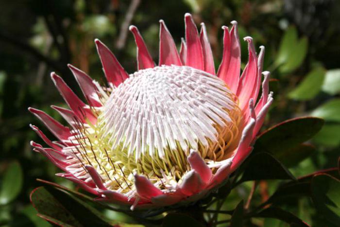 protea květina