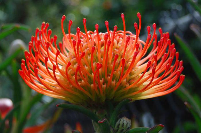 zdjęcie kwiatu protea