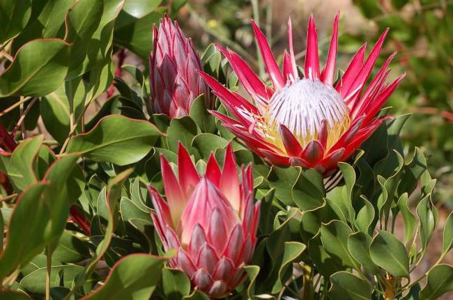 Описание на Protea цветя