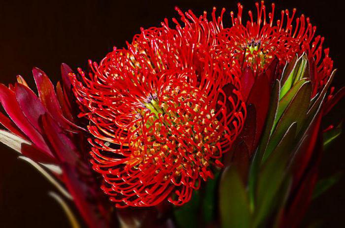 královský protea květina