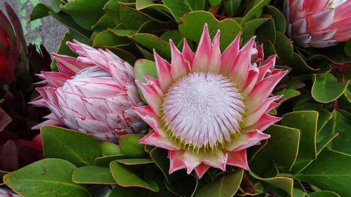 protea květiny
