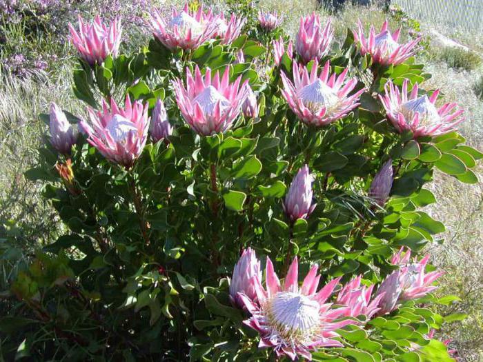 significato di fiore di protea