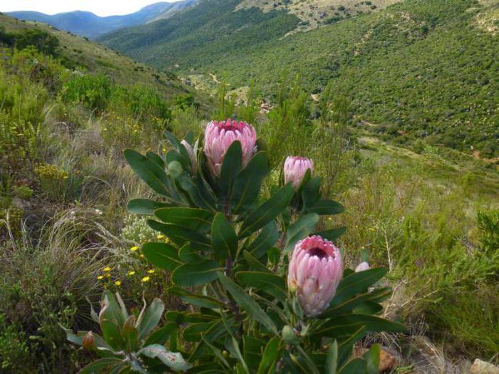 Protea cvet kako skrbeti