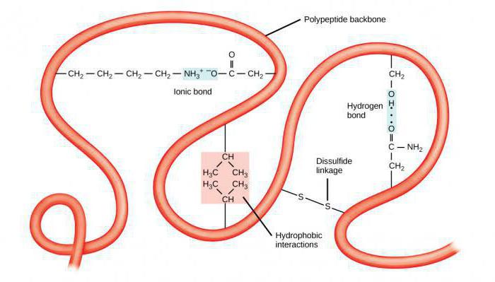 beljakovine maščobe v obliki ogljikovih hidratov
