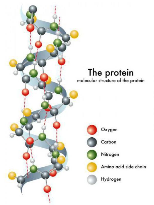 ogólna formuła białkowa