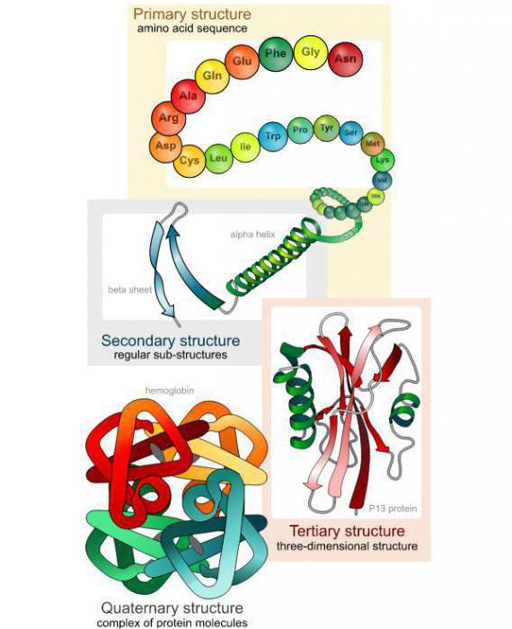 formula strukture proteina