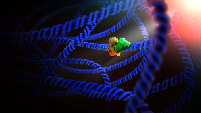 nukleotidy proteinových monomerů