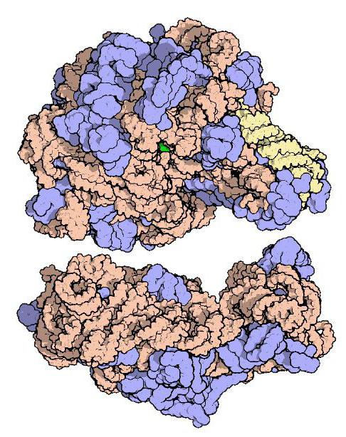 je prováděna funkce syntézy bílkovin v buňce