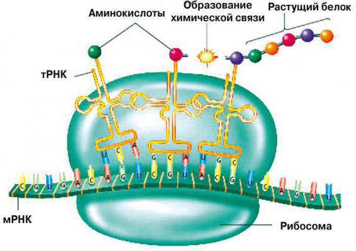 протеиновият синтез в клетката изпълнява