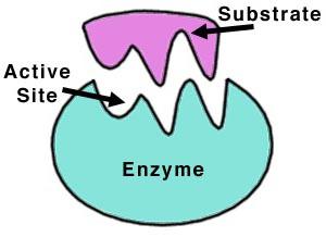 enzimi del sistema digestivo