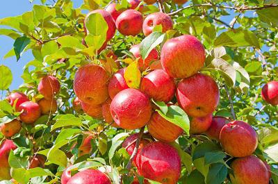 obrezivanje stabala jabuke ljeti