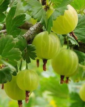 potatura uva spina in estate
