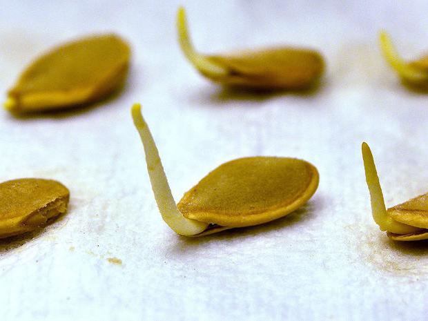 semi di zucca germogliati