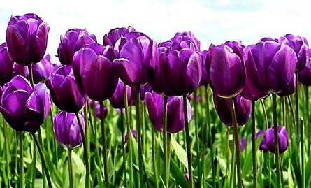 fiorisce fiori viola